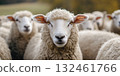 Flock of sheep grazes peacefully in a rustic farm setting alive with nature. Detailed closeup of brown and white sheep herd. Concept of sheep farming and herding. Open-air sheepfold. Farmhouse 132461766