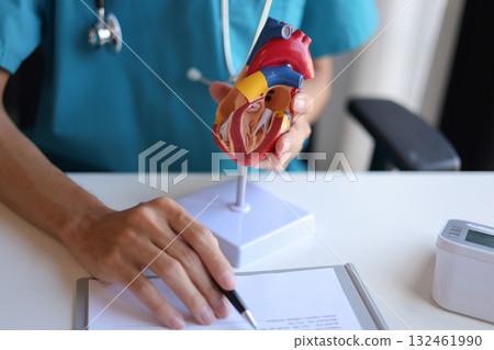Doctor using heart model to explain blood flows direction and patient heart health issue 132461990