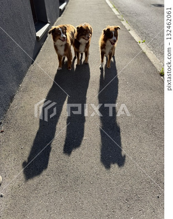 Three dogs are walking down a sidewalk, with their shadows cast on the ground 132462061