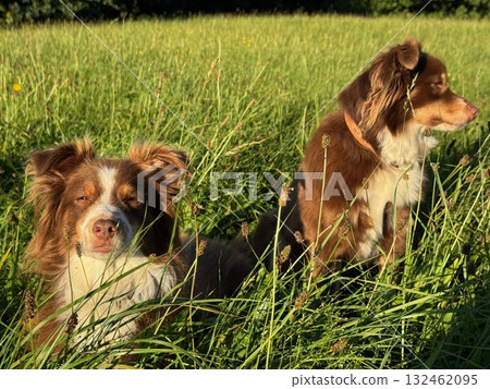 Two dogs are laying in the grass, one of which is wearing a collar Two dogs are laying in the grass, one of which is wearing a collar 132462095