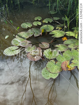 Pond with many lily pads floating on the surface 132462114