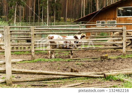 Spotted cow standing in a rustic farmyard surrounded by wooden fencing, with a barn in the background and trees lining the area, showcasing rural life and animal husbandry Spotted cow standing in a rustic farmyard surrounded by wooden fencing, with a barn in the background and trees lining the area, showcasing rural life and animal husbandry 132462216
