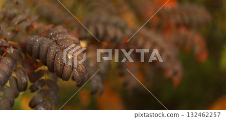 Brown compound leaves with raindrops in soft autumn bokeh Brown compound leaves with raindrops in soft autumn bokeh 132462257
