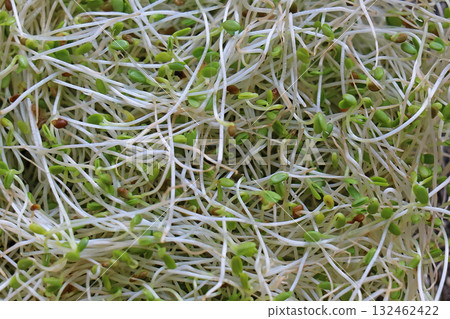 Organic alfalfa sprouts background Organic alfalfa sprouts background 132462422
