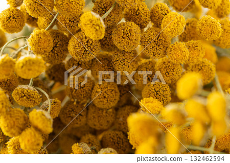 Dried tansy flowers macro close-up in natural light Dried tansy flowers macro close-up in natural light 132462594