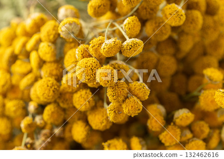 Dried tansy flowers macro close-up in natural light 132462616