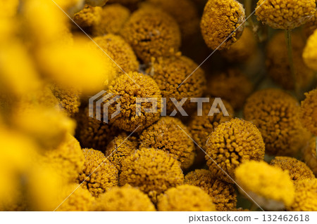 Dried tansy flowers macro close-up in natural light 132462618