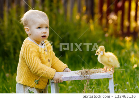 Cute toddler playing with ducklings on the farm. Cute toddler playing with ducklings on the farm. 132463136