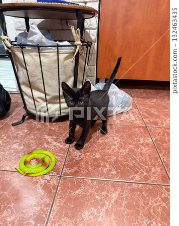 Black kitten standing on tiled floor near green toy snake. Domestic pet, curiosity and playful moment captured in cozy home environment. Black kitten standing on tiled floor near green toy snake. Domestic pet, curiosity and playful moment captured in cozy home environment. 132463435