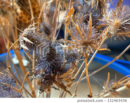 Dried thistle flowers in warm light on glass table. Natural texture, botanical still life and artistic composition with soft focus and earthy tones. Dried thistle flowers in warm light on glass table. Natural texture, botanical still life and artistic composition with soft focus and earthy tones. 132463436