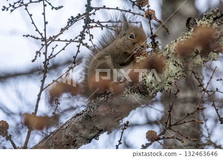 吃食物的野生日本松鼠 132463646