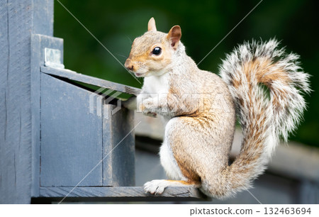 Close-up of a cute grey squirrel standing on a squirrel feeder Close-up of a cute grey squirrel standing on a squirrel feeder 132463694