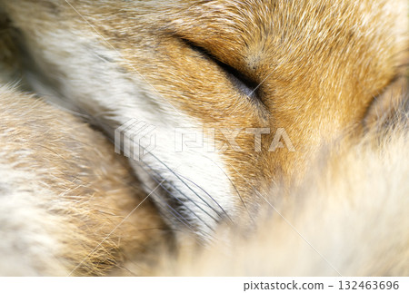 Red fox sleeping curled up, eyes closed and tail wrapped around its face Red fox sleeping curled up, eyes closed and tail wrapped around its face 132463696