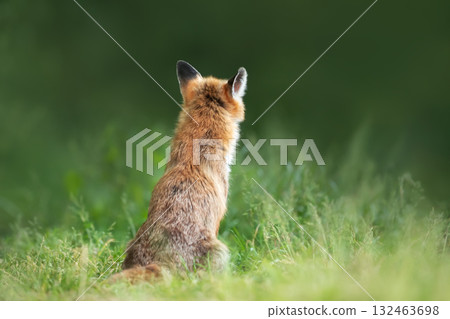 Red fox sitting in green grass looking into the distance 132463698