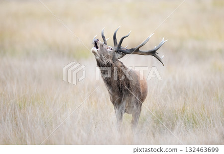Portrait of a red deer stag roaring during rutting season in autumn Portrait of a red deer stag roaring during rutting season in autumn 132463699