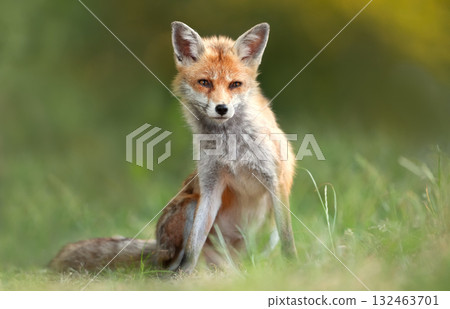 Portrait of a red fox sitting on green grass in a meadow Portrait of a red fox sitting on green grass in a meadow 132463701