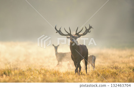 Red deer stag roaring in misty field at golden sunrise Red deer stag roaring in misty field at golden sunrise 132463704