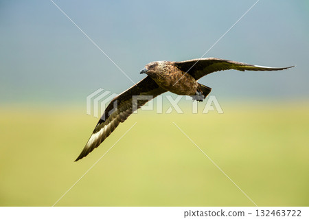 Close-up of a Great skua in flight 132463722