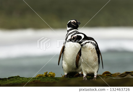 Pair of Magellanic penguins on a coastal rock, Falkland Islands 132463726
