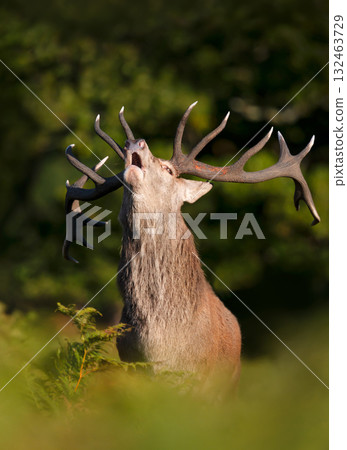 Portrait of a red deer stag roaring during rutting season in autumn Portrait of a red deer stag roaring during rutting season in autumn 132463729