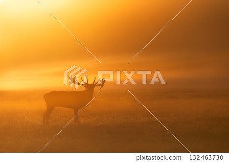 Silhouette of red deer stag roaring in misty field at golden sunrise Silhouette of red deer stag roaring in misty field at golden sunrise 132463730