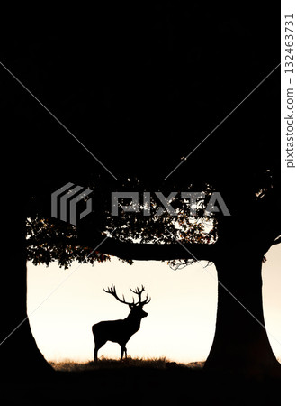 Silhouette of a red deer stag standing next to a tree in a misty field at sunrise 132463731