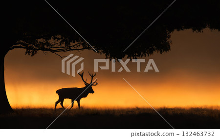 Silhouette of a red deer stag walking next to a tree in a misty field during a golden sunrise 132463732