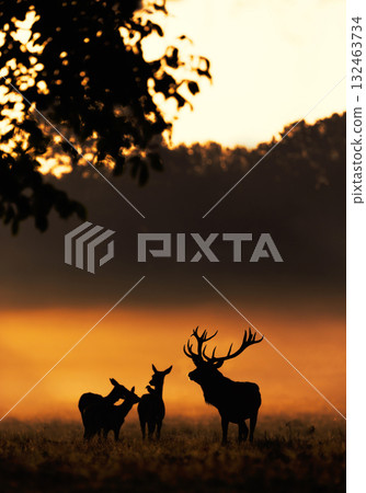 Silhouette of a red deer stag and three hinds standing in a misty field during a golden sunrise Silhouette of a red deer stag and three hinds standing in a misty field during a golden sunrise 132463734