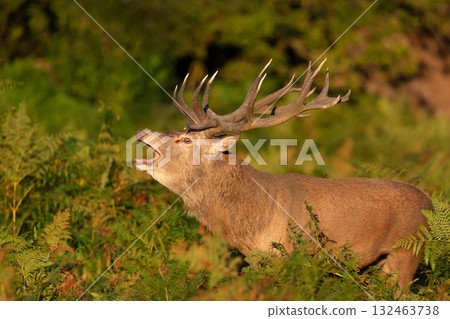 Red deer stag roaring during rutting season in morning light Red deer stag roaring during rutting season in morning light 132463738