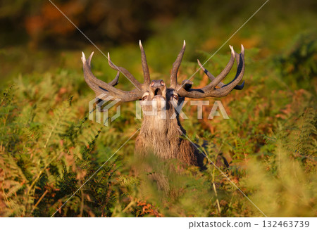 Portrait of a red deer stag roaring in dense fern during rutting season Portrait of a red deer stag roaring in dense fern during rutting season 132463739