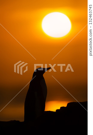 Close-up silhouette of a Gentoo penguin at golden sunrise in Falkand Islands Close-up silhouette of a Gentoo penguin at golden sunrise in Falkand Islands 132463745