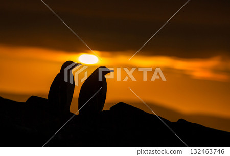 Close-up silhouette of two Gentoo penguins at golden sunrise in Falkand Islands 132463746