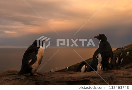 Close-up of two Rockhopper penguins in a colony at sunrise in Falkand Islands Close-up of two Rockhopper penguins in a colony at sunrise in Falkand Islands 132463748