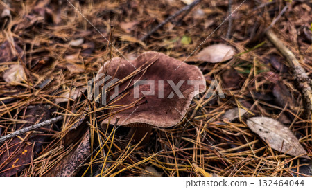 Brown mushroom with a wavy cap growing among fallen pine needles, dry leaves, and small branches on the forest floor, displaying the natural beauty of autumn woodland ecology. 132464044