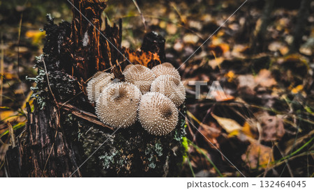 Puffball mushrooms cluster on a mossy, decaying tree stump, thriving amidst the fallen autumn leaves and natural elements of the forest floor, symbolizing growth and the cycle of nature. 132464045