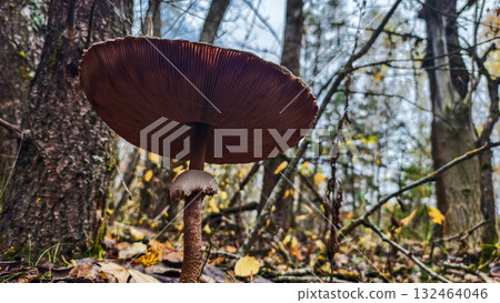 The parasol mushroom, distinguished by its characteristic gills and ring thrives in its natural forest habitat, surrounded by fallen leaves and tree trunks. A view of the parasol mushroom from below. The parasol mushroom, distinguished by its characteristic gills and ring thrives in its natural forest habitat, surrounded by fallen leaves and tree trunks. A view of the parasol mushroom from below. 132464046