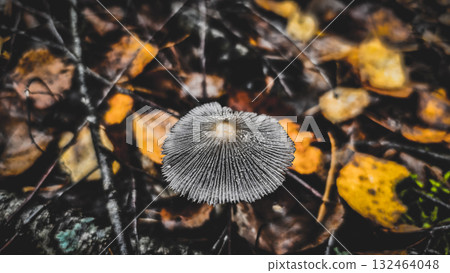 A small, gray mushroom with gills and water droplets, rising from the dark fallen leaves and branches on the forest floor. A close-up of a gray toadstool and new growth in autumn. A small, gray mushroom with gills and water droplets, rising from the dark fallen leaves and branches on the forest floor. A close-up of a gray toadstool and new growth in autumn. 132464048