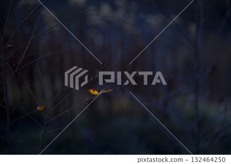 Winter grass Winter grass 132464250