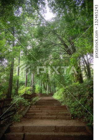 Sainenji Temple in Kasama City, Ibaraki Prefecture, where fresh greenery and autumn leaves have just begun to appear Sainenji Temple in Kasama City, Ibaraki Prefecture, where fresh greenery and autumn leaves have just begun to appear 132465243