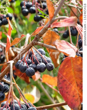 Aronia melanocarpa, or black chokeberry, in autumn. Ripe clusters of berries during harvest. Aronia melanocarpa, or black chokeberry, in autumn. Ripe clusters of berries during harvest. 132465418