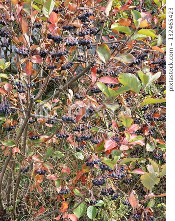 Aronia and black rowan berries. Harvest period in autumn garden. Berry background. 132465423