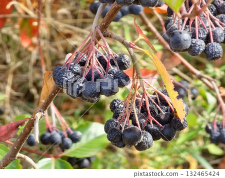 Aronia and black rowan berries. Harvest period in the autumn garden. Aronia and black rowan berries. Harvest period in the autumn garden. 132465424