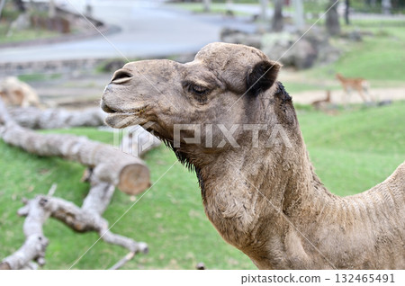 Dromedary looking sideways Dromedary looking sideways 132465491
