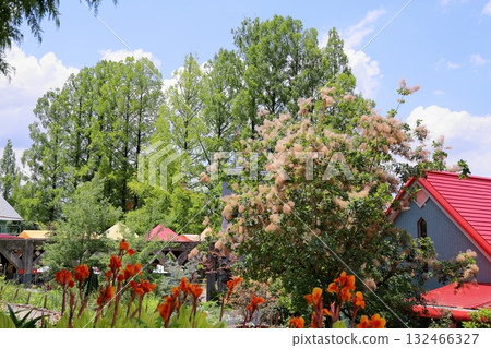 夏日植物園煙樹花 夏日植物園煙樹花 132466327