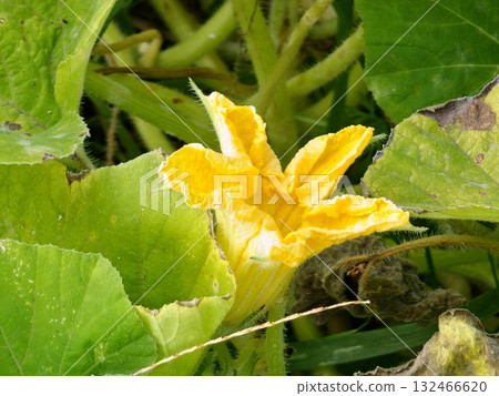 Close-up of cucurbita leaves and a yellow flower. Winter squash leaves and yellow flowers are cultivated in agriculture. Cucurbita pepo. Close-up of cucurbita leaves and a yellow flower. Winter squash leaves and yellow flowers are cultivated in agriculture. Cucurbita pepo. 132466620