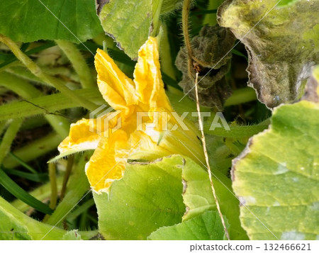 Close-up of cucurbita leaves and yellow flower. Winter squash leaves and a yellow flowers are cultivated in agriculture. Cucurbita pepo Delicata pumpkins, gourds, and squashes. 132466621