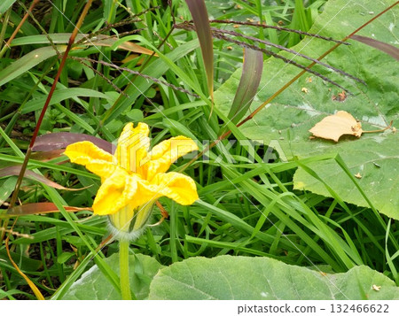 Close-up of cucurbita leaves and a yellow flower. Winter squash leaves and a yellow flowers are cultivated in agriculture. Cucurbita pepo Delicata pumpkins, gourds, and squashes. Close-up of cucurbita leaves and a yellow flower. Winter squash leaves and a yellow flowers are cultivated in agriculture. Cucurbita pepo Delicata pumpkins, gourds, and squashes. 132466622