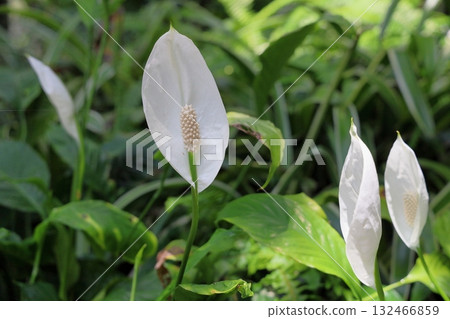 Refreshing Spathiphyllum flowers 132466859
