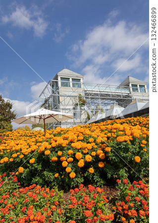 Gunma Flower Park Plus: Twin Towers and Marigold Fields 132466899