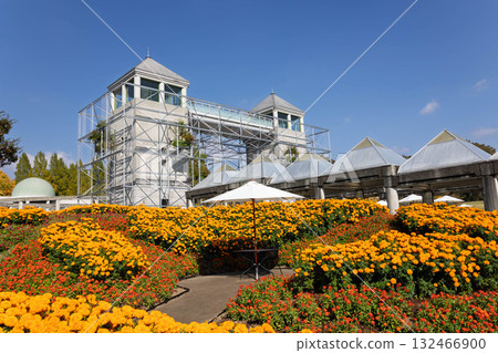 Gunma Flower Park Plus: Twin Towers and Marigold Fields Gunma Flower Park Plus: Twin Towers and Marigold Fields 132466900